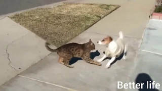 Fearless Cats 🐈🐱 Brave Cats Compilation | Better Life