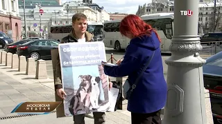 ТВЦ: Госдума решит, что делать с бездомными собаками