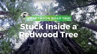 Stuck Inside a Redwood Tree