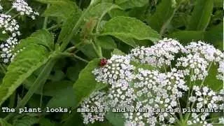 Deadly Plant Identification: Water Hemlock