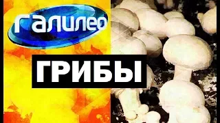 Галилео. Грибы 🍄 Mushrooms