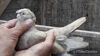 Голубеводы Германии 3/Tauben Taubenzüchter Deutschland's.Uzbek Pigeons