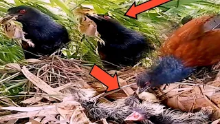 Greater coucal birds bring baby birds to feed their babies#baby