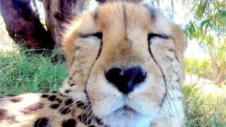 15 Minute Cheetah Cuddling & Purring Day & Night Relaxing ASMR Sound | Anatomy of Big Cats Purr