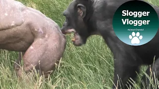 Hairless Chimp Jambo Gets Bitten In The Butt