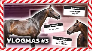 VLOGMAS #3 | Poznajcie mojego konia! 🐴❤️ #Q&A