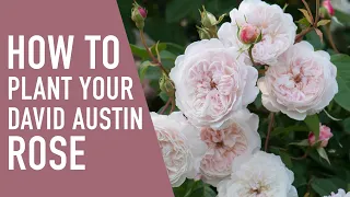 How to Plant & Care for your David Austin Rose 🌹 | West Coast Gardens