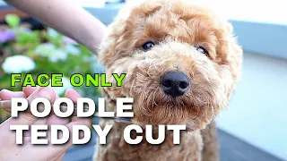 How To: Teddy Cut Face Only - Dog / Poodle Grooming - At Home for Starters