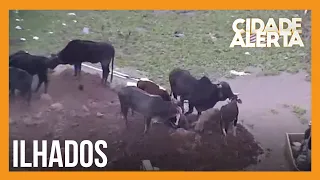 Helicóptero da RECORD registra grupo de animais ilhados no Rio Grande do Sul