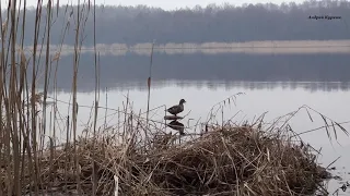 (25) Весна пришла! Скоро на охоту!