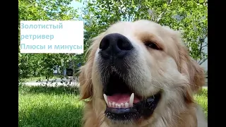 Золотистый ретривер. Плюсы и минусы породы. Golden retriever. Pros and cons of the breed.