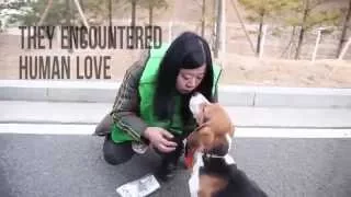 Laboratory Beagle Rescue - South Korea