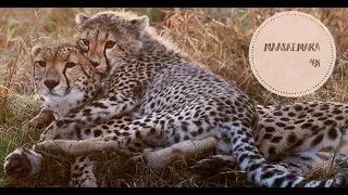 Maasai Mara Wildlife Safari 2018 4K