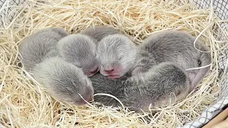 After giving birth to the baby otter, something unexpected happened.