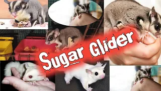 Sugar Glider ll Sugar Gliders Food at Night @PetsPlanetWithSusant