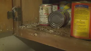 East St. Louis Housing Authority home overrun by mice