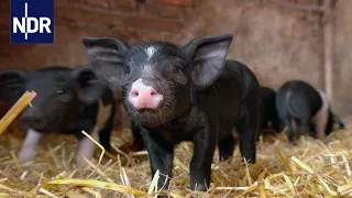 Ackern wie früher: Uriges vom Bauernhof | die nordstory | NDR Doku