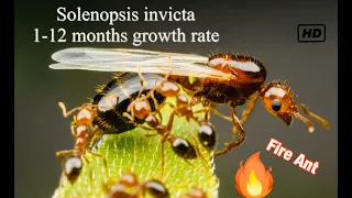 Solenopsis invicta - Fire Ants- 1 Years rapid growth!