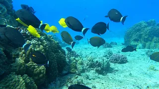 Snorkeling with yellow tangs in Waikiki