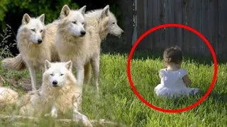 Parents Were Shocked When They Found Out Their Daughter Has 4 Wolves As Bodyguards.