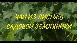 Чай ферментированный из листьев садовой земляники