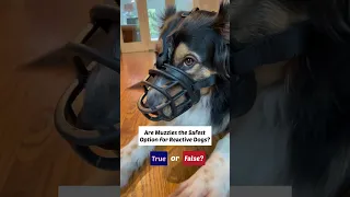 Muzzles for dogs are not the safest option