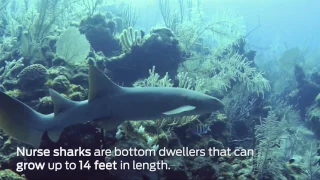 Scuba Diving Encounters: Diving with Sharks in Belize