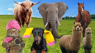 Sounds of Wildlife animals: Sheep, bear, elephant, Dogs, horses, squirrel, Cats