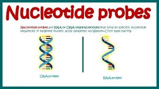 Nucleotide Probes | What are probes ? | Application of probes in biotechnology | DNA and RNA probes