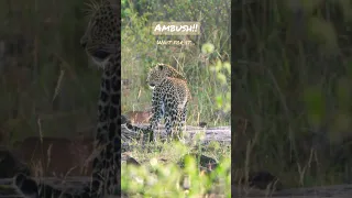 Ambush! Leopard cub playfully ambushes mum #adventure #wildlife