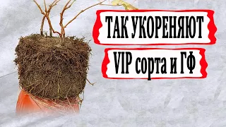 🍇 Узнай!!! Как укореняют черенки  особо дорогих и редких ГФ и сортов винограда.