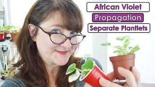 African Violet Water and Soil Propagation Project - Separate Plantlets and the Results- Part 3