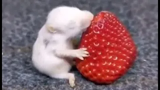 Nette Tierbabys 🐶🐱🐥 Videos Zusammenstellung niedlicher Moment  Süßeste Tiere Cutest Animals #4 HD