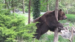 Itchy Grizzly Bear at the Seattle Zoo   2016