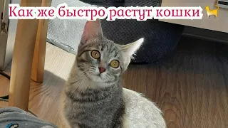 Как же быстро растут кошки...