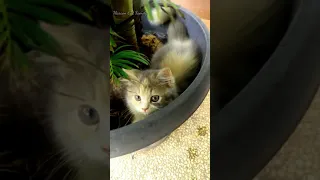 funny, kitten invite the owner to play