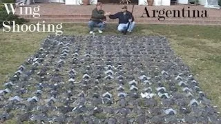 Argentina wing shooting Dove & Pigeon hunt we shot these in 1 hour see how we set up & wingshoot POV