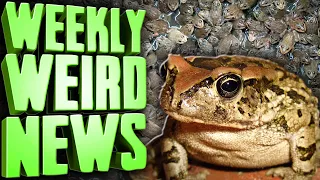 FROG ARMY - Weekly Weird News