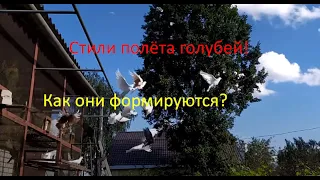 Стили полёта голубей,как они формируются и что на это влияет?