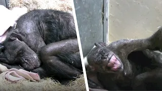 Elderly Chimp Mama Receives Unexpected Visit From Old Friend