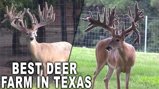 One of the Biggest Deer Farms in Texas! G2 Ranch | Deer Farming Channel