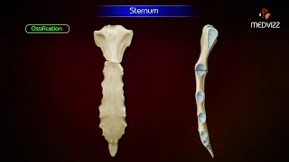 Sternum ‎Anatomy ( Osteology ) Animation - Parts , Location , Attachments and Clinical correlation