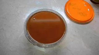 Мёд черноклён
