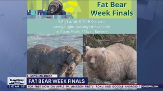 Fat Bear Week Finals: Chunk vs. Grazer