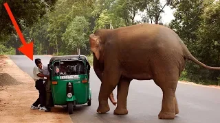 When Elephants Attack