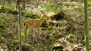 Laurel Ridge Trail 🦌 Lake Lanier / Buford Dam / Chattahoochee River - Buford, Georgia