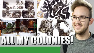 ALL MY ANT COLONIES | Start 2022 - Ant Holleufer