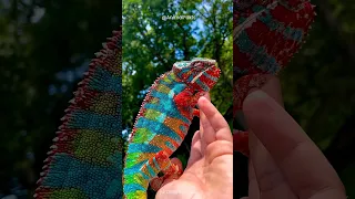 How Chameleons Change Color and Catch Prey #shorts