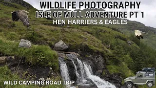 WILDLIFE PHOTOGRAPHY | Isle of Mull, Scotland | Otters Hen Harriers, Eagles | Wild Camping Road Trip