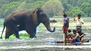 The Dangers of Interacting with Injured Elephants | Providing Treatment to an Injured Elephant